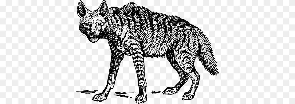 Hyena Gray Free Png Download