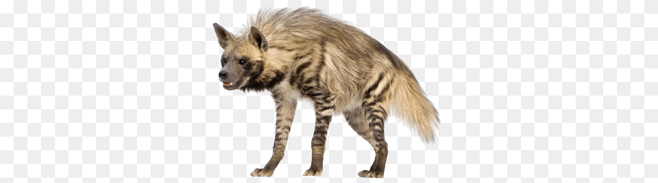 Hyena, Animal, Canine, Dog, Mammal Free Transparent Png