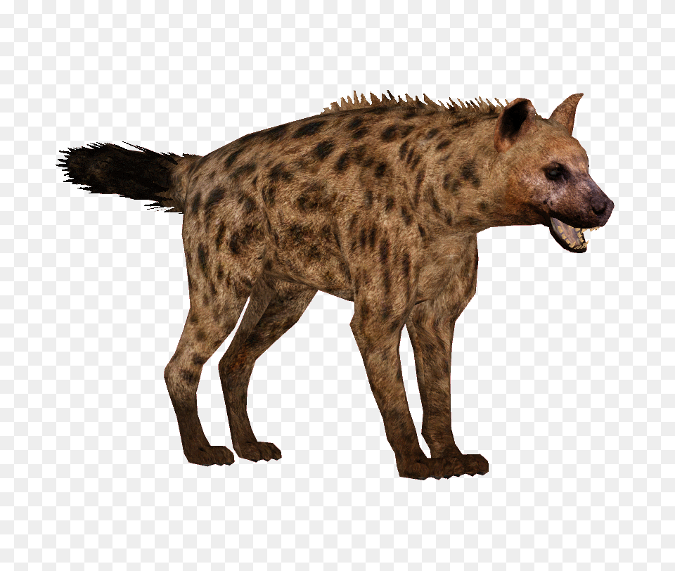 Hyena, Animal, Wildlife, Kangaroo, Mammal Free Png