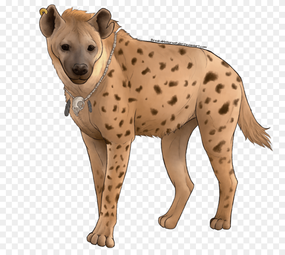 Hyena, Animal, Canine, Dog, Mammal Free Png Download