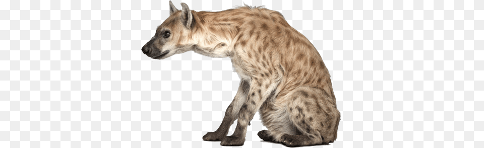 Hyena, Animal, Wildlife, Canine, Dog Png Image