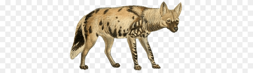 Hyena, Animal, Cheetah, Mammal, Wildlife Free Png