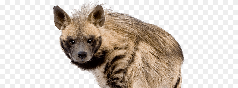 Hyena, Animal, Bear, Mammal, Wildlife Png