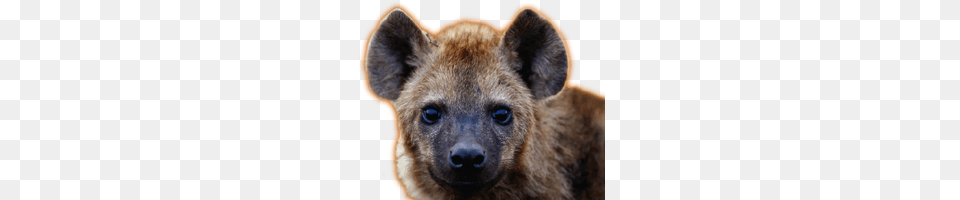 Hyena, Animal, Kangaroo, Mammal, Wildlife Free Png