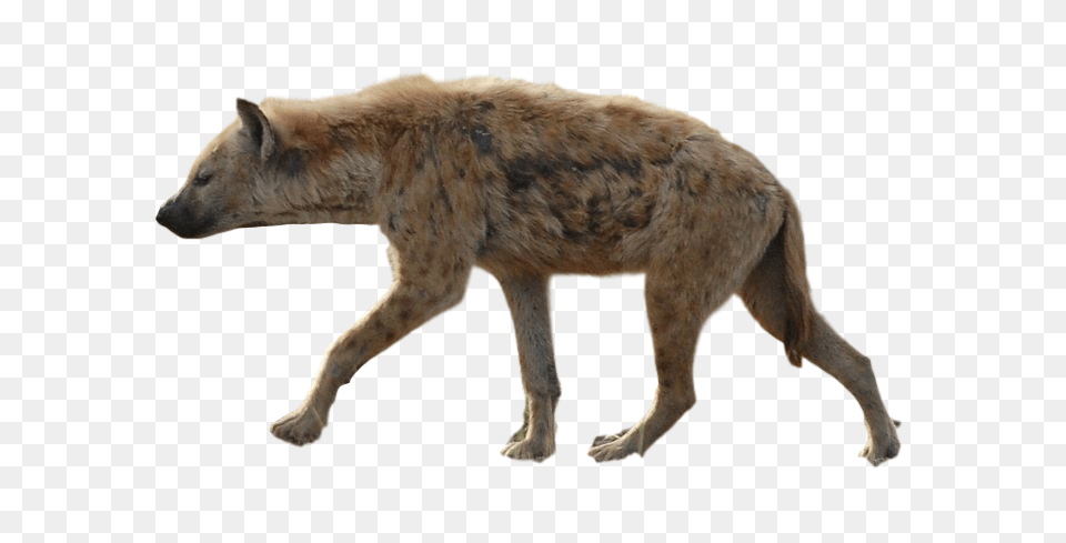 Hyena, Animal, Bear, Mammal, Wildlife Free Png Download