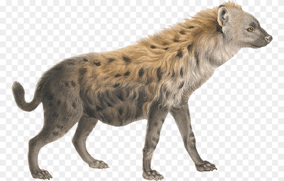 Hyena, Animal, Wildlife, Kangaroo, Mammal Png