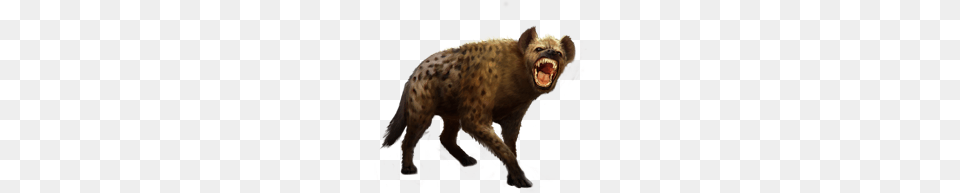 Hyena, Animal, Wildlife, Canine, Dog Png Image