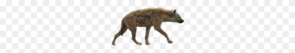 Hyena Art, Animal, Wildlife, Kangaroo, Mammal Free Png Download