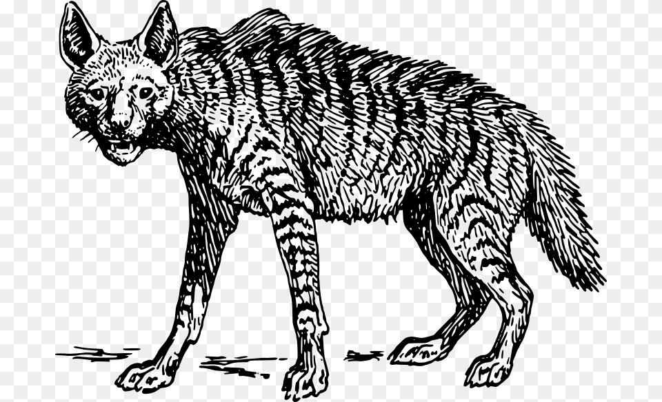 Hyena Five Animal Food Web, Gray Png Image