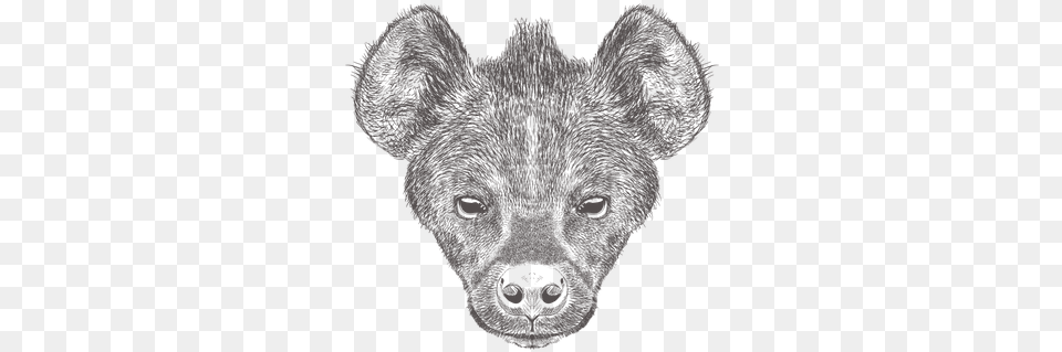 Hyena Illustration Sketch, Baby, Person, Snout, Animal Free Png Download