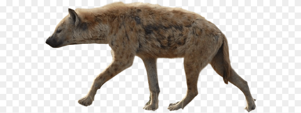 Hyena Images Free Download Hyena, Animal, Bear, Mammal, Wildlife Png