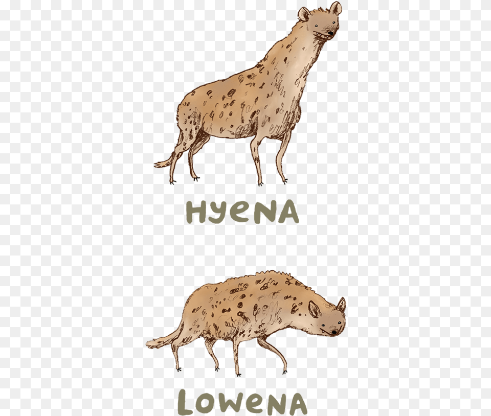 Hyena Lowena, Animal, Boar, Hog, Mammal Png Image