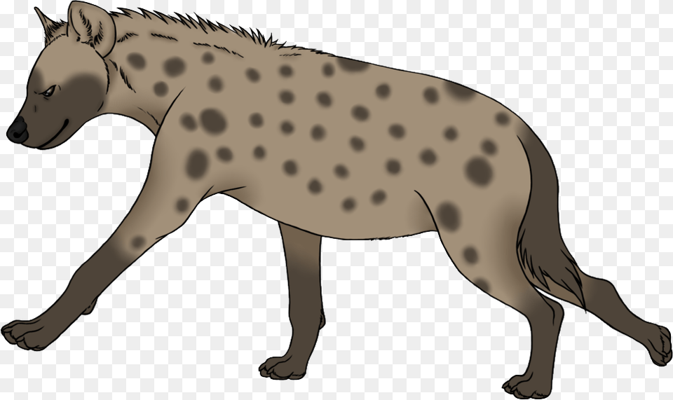 Hyena Photo Background, Animal, Wildlife, Baby, Person Free Png