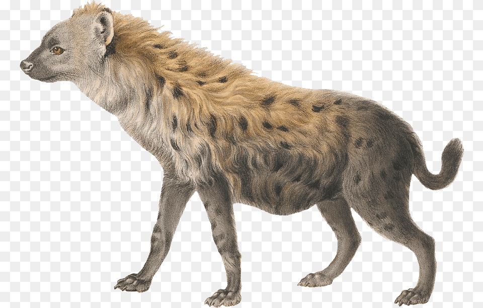 Hyena Photo Hyena, Animal, Bear, Mammal, Wildlife Free Png Download