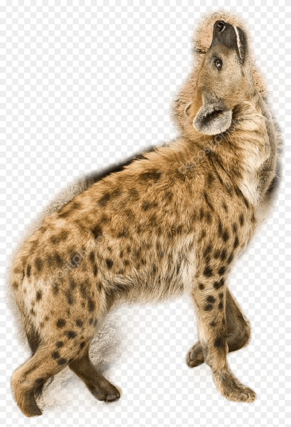 Hyena Sticker Spotted Hyena, Animal, Wildlife, Cheetah, Mammal Png Image