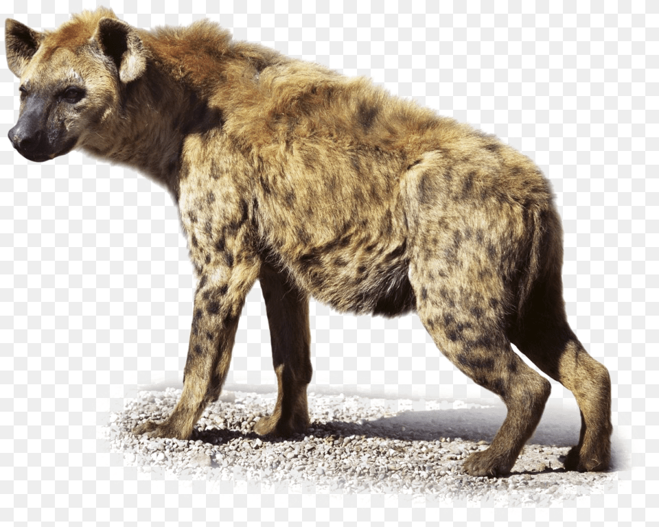 Hyena Transparent Images Transparent Hyena, Animal, Wildlife, Canine, Dog Free Png