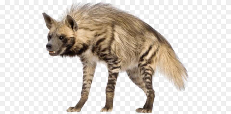 Hyena Vector Hd Hyena, Animal, Canine, Dog, Mammal Free Transparent Png