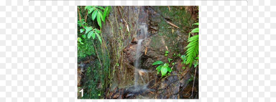 Hygropetric Rocks And Attached Roots And Mosses At Entomology, Plant, Jungle, Land, Nature Png Image