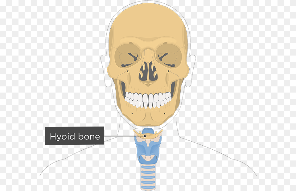 Hyoid Bone In Skull, Body Part, Head, Mouth, Person Free Png