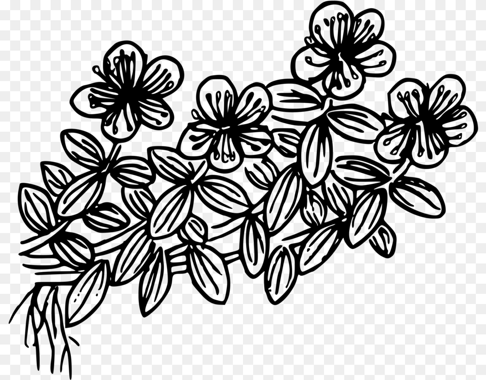 Hypericum Anagalloides Coloring Book Drawing Line Art Computer, Gray Png