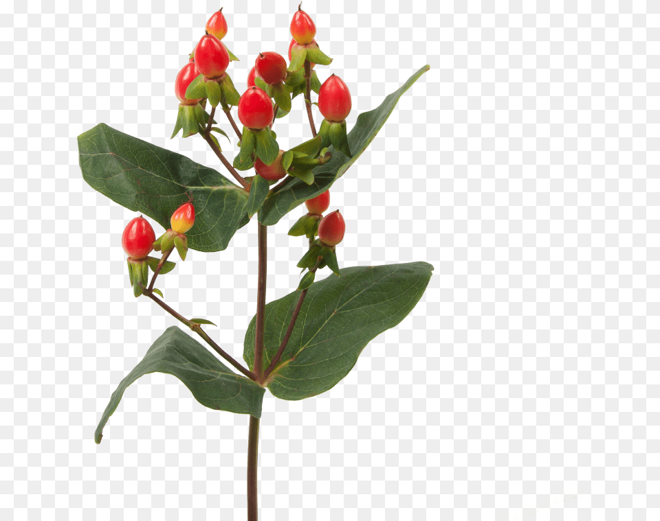 Hypericum Fire Flair Hypericum, Acanthaceae, Plant, Sprout, Flower Arrangement Free Transparent Png