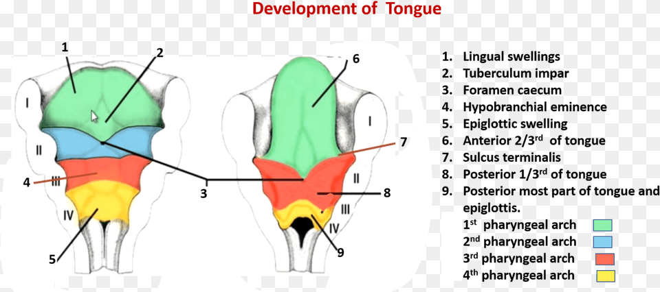 Hypobrachial Eminence, Chart, Plot, Animal, Bird Png Image