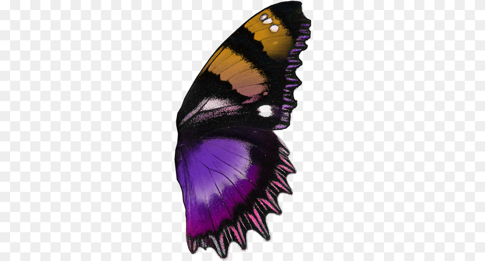Hypolimnas Dexithea, Purple, Animal, Person, Butterfly Free Png Download