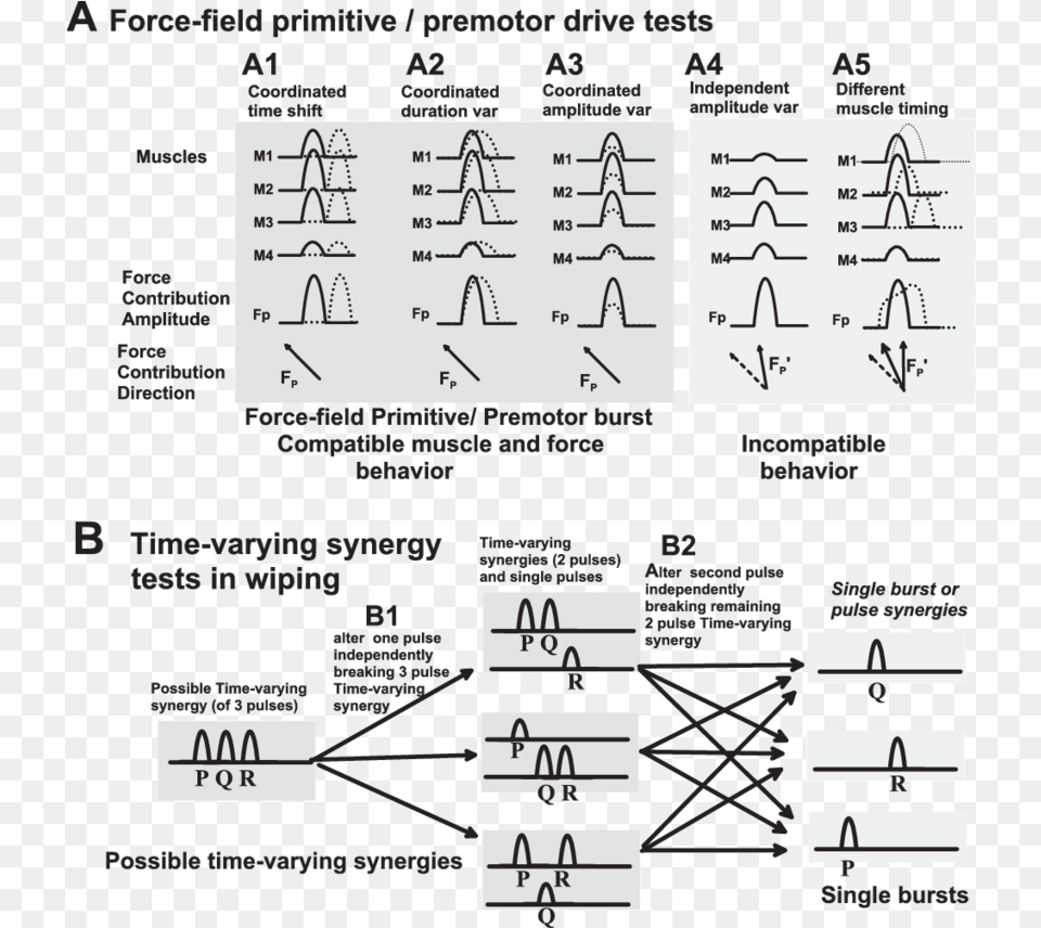 Hypothesis Testing Of Premotor Burstforce Field Primitives Diagram, Text, Symbol Free Png Download