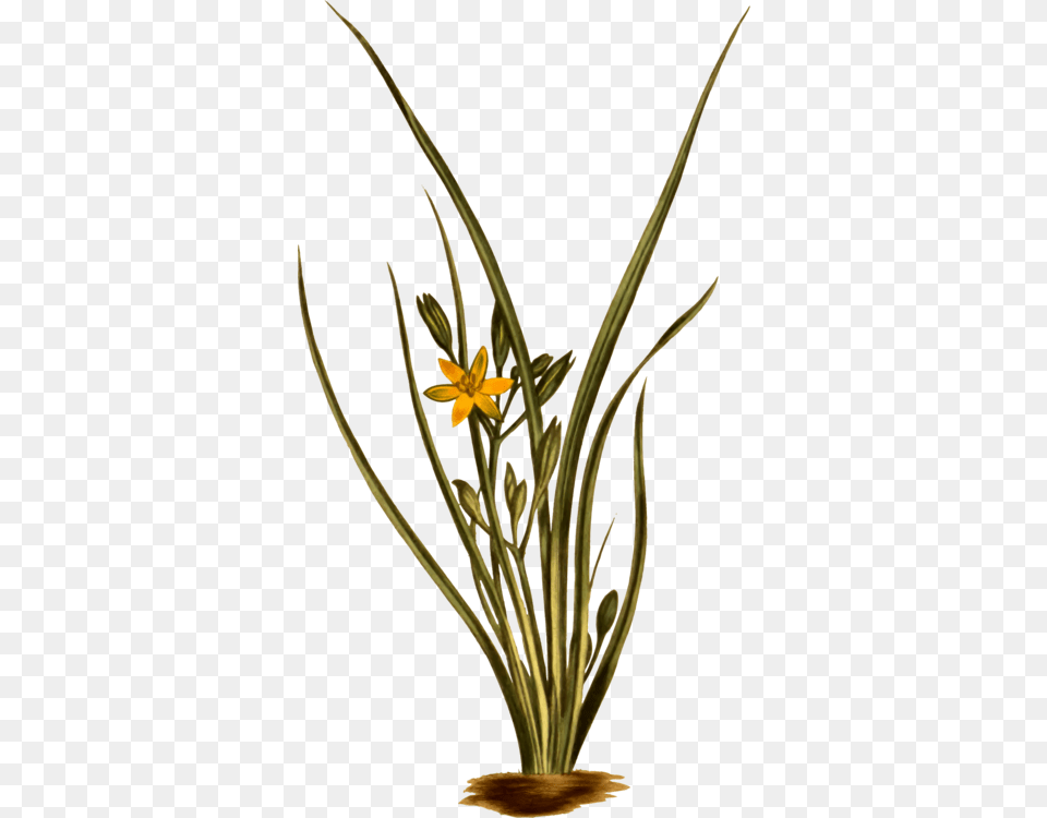 Hypoxis Hirsuta, Flower, Flower Arrangement, Ikebana, Plant Png