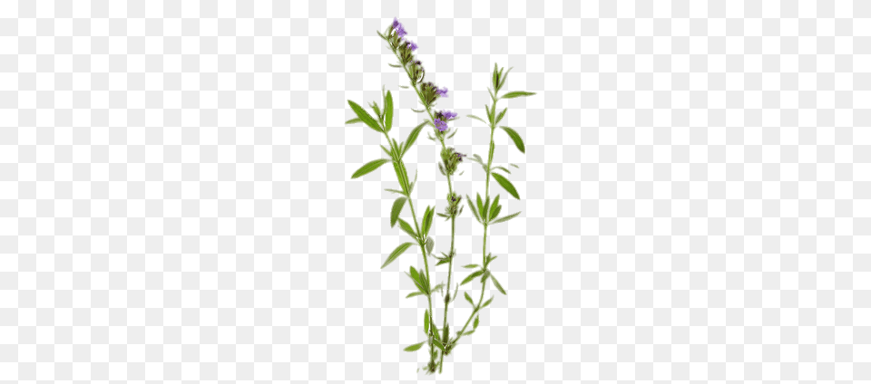 Hyssop, Flower, Grass, Lupin, Plant Free Png