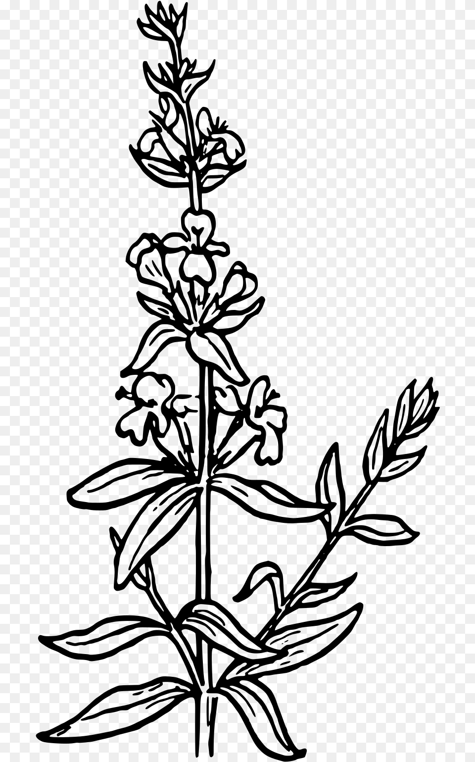 Hyssop Drawing, Gray Png