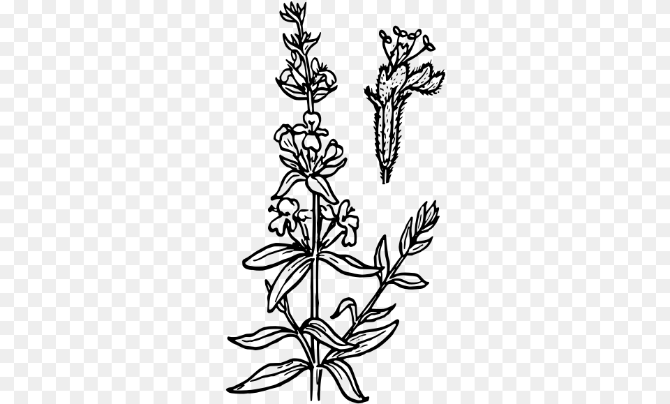 Hyssop Flower Vector Graphics Hyssop Drawing, Gray Free Transparent Png