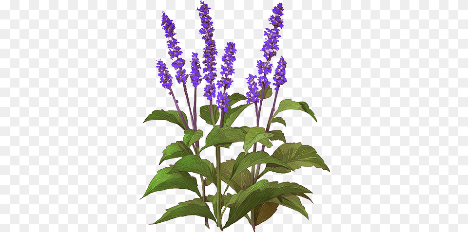 Hyssopus, Flower, Plant, Lupin, Acanthaceae Png