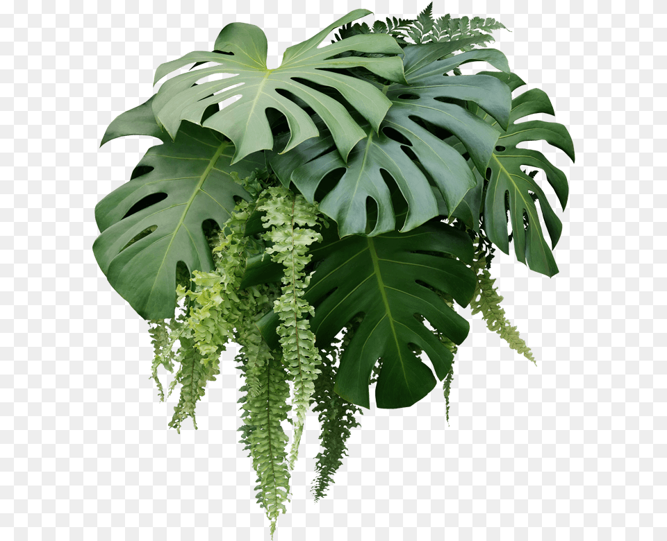 Hyvert Living Green Walls Monstera Black And Green, Leaf, Plant, Fern, Flower Png