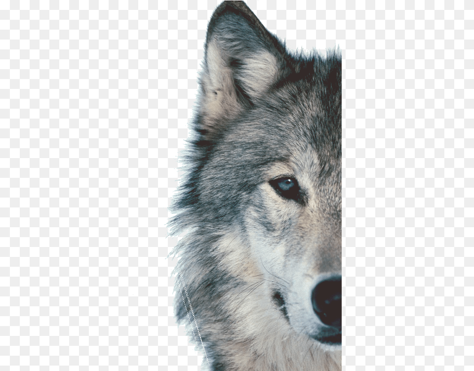 I 1 Wolf Face Background, Animal, Mammal, Canine, Dog Free Transparent Png