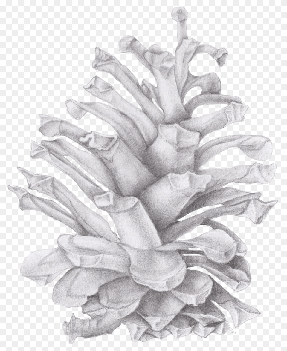 I Also Learned To Work With Watercolor An Activity Drawing Of A Pinecone, Art, Flower, Plant, Rose Free Png Download