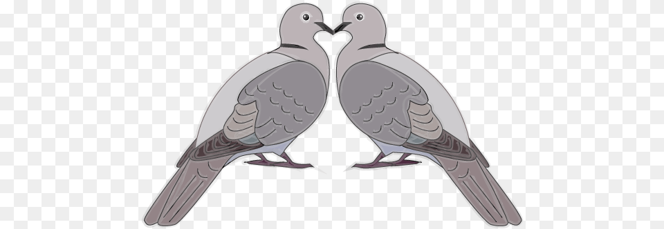 I American Mourning Dove, Animal, Bird, Pigeon Free Png