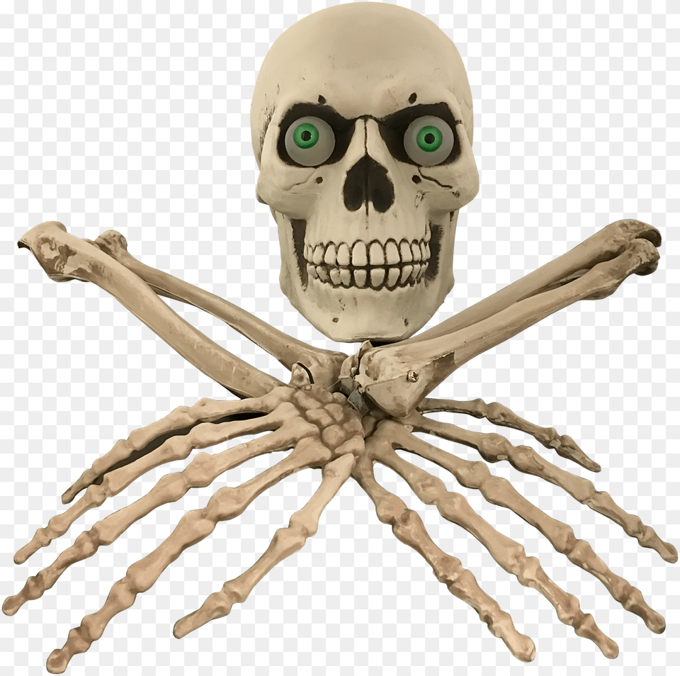 I Bone Escape Room Prop, Skeleton, Face, Head, Person Png Image