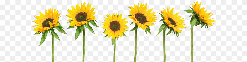 I Can Be Good I Can Be True Tumblr Transparent Sunflowers Sticker De Fentre No193 Sunflowers Dimension, Flower, Plant, Sunflower Free Png
