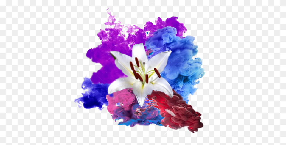 I Chose An Image Of A Lily Flower Because They Were Artificial Flower, Plant, Purple, Anther, Petal Png