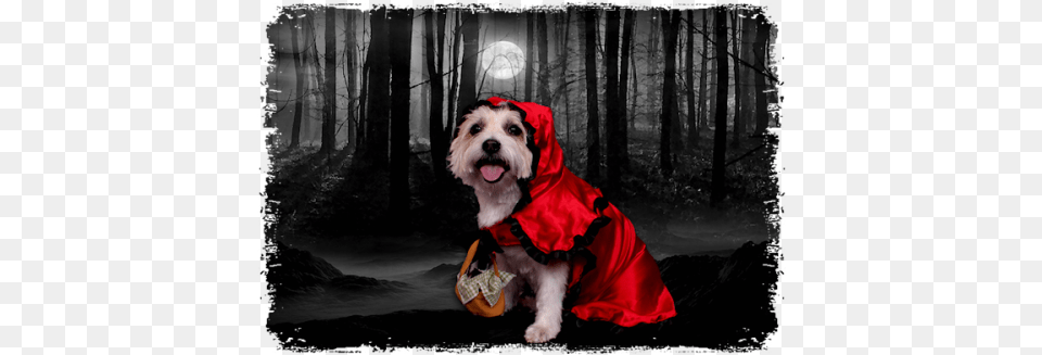 I Couldn39t Resist Placing Her Into A Very Spooky Forest Postcard, Clothing, Coat, Hood, Jacket Free Transparent Png