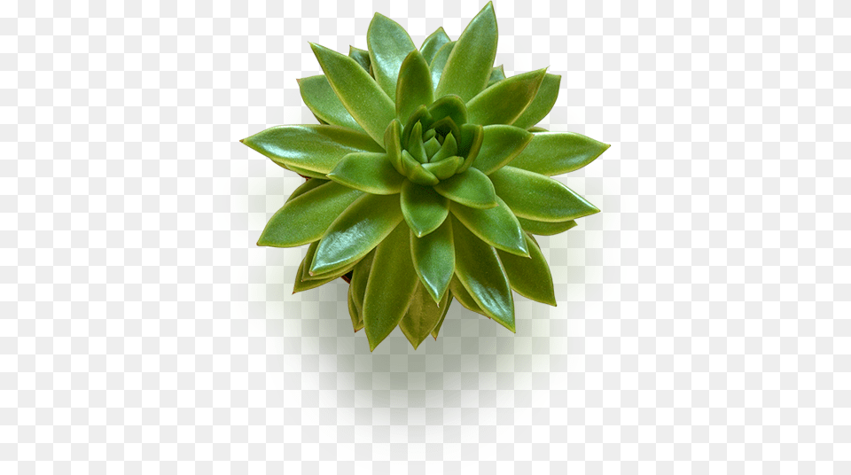 I Diabetes Type 2 By Sandra Cabot, Bud, Flower, Sprout, Green Png Image