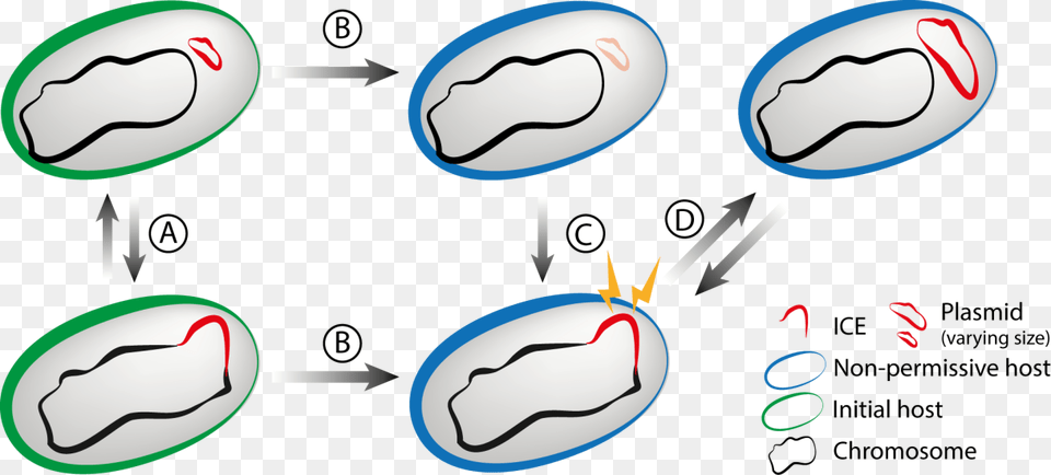 I Did My Phd In Eduardo Rocha S Lab Working On The Cartoon Free Transparent Png