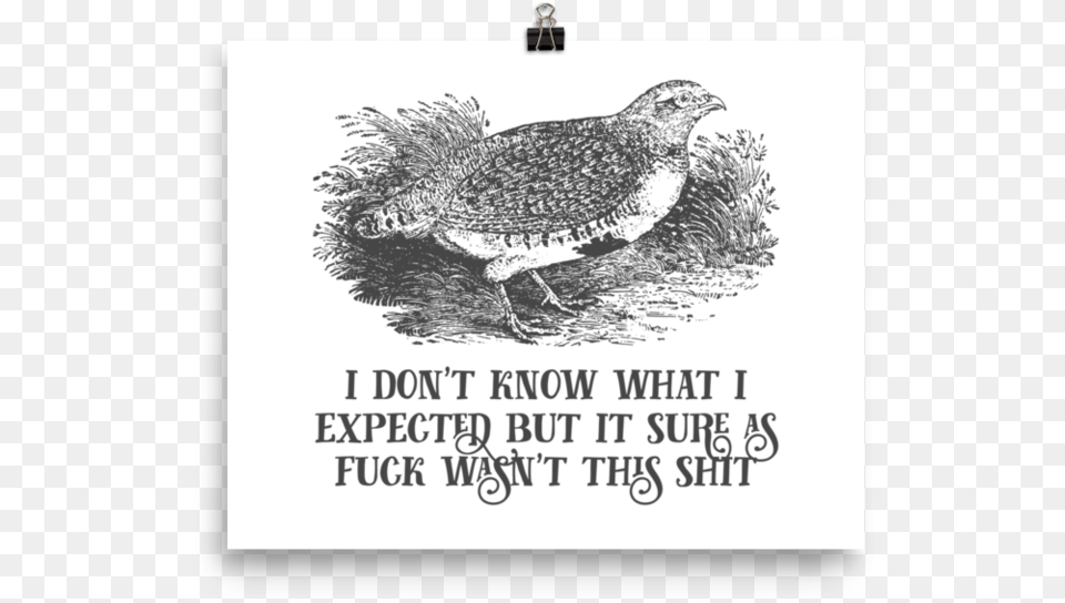 I Don T Know What I Expected But It Sure As Fuck Wasn Ruffed Grouse, Animal, Bird, Partridge, Quail Png