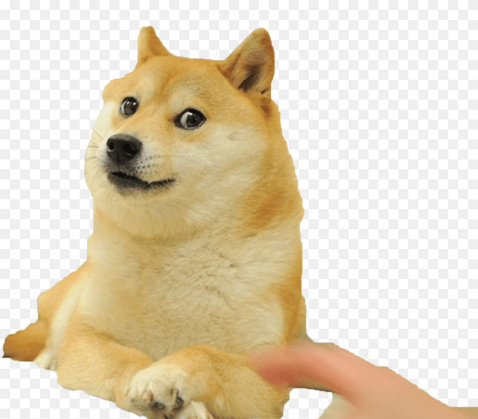 I Edited The House Out Of Everyone39s Favourite Doge Wow Such Doge Wow Such Doge Wow Such Doge Sticker, Animal, Canine, Dog, Husky Png