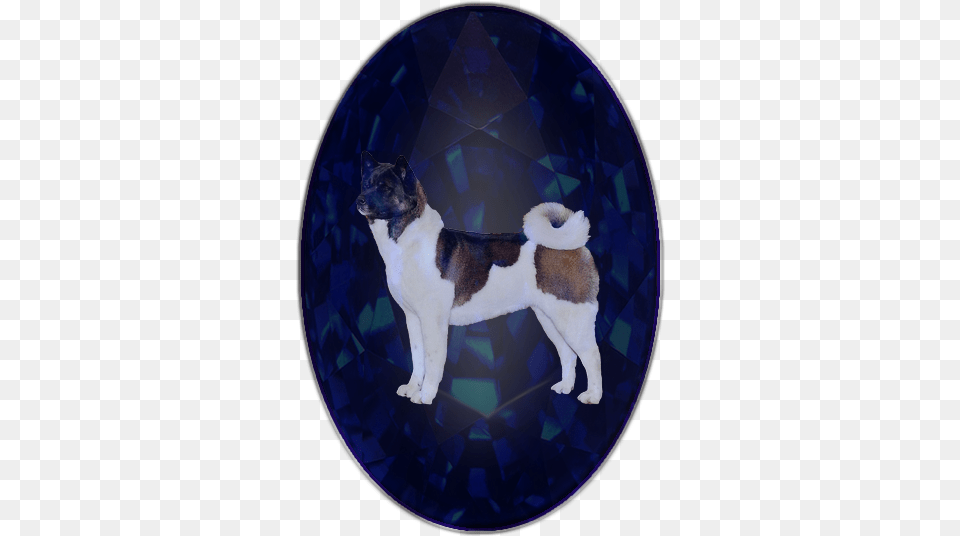 I Fell In Love With Akitas 10 Years Ago When I Acquired Sapphire, Animal, Canine, Dog, Mammal Free Png Download
