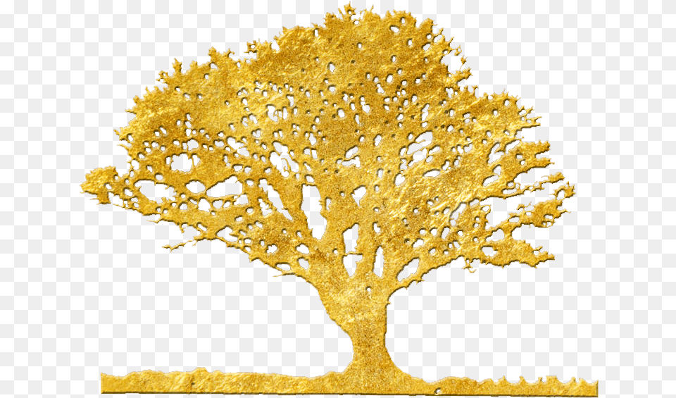 I Finished My Spanish Thanks You Argan Gold On Trees, Plant, Tree, Oak, Sycamore Png Image