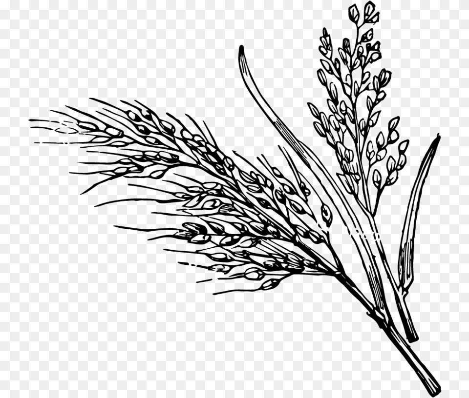 I First Saw These Seaweed Wrapped Rice Packets When Clipart Black And White Rice Plant, Gray Png Image