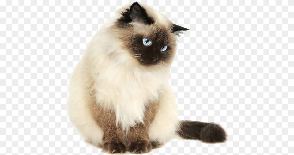 I Fucking Hate This Website Heres A Cat Himalayan Cat, Animal, Mammal, Pet, Angora Free Transparent Png