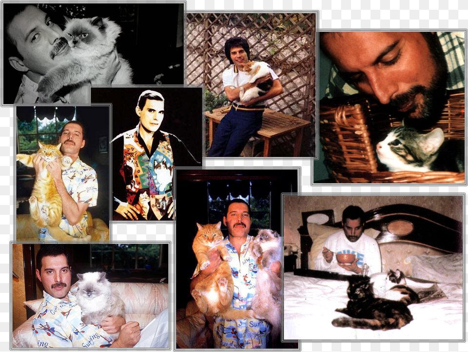 I Gatti Di Freddie Mercury Queen Queen Freddie Mercury Tribute To Interviews, Portrait, Face, Photography, Art Free Png